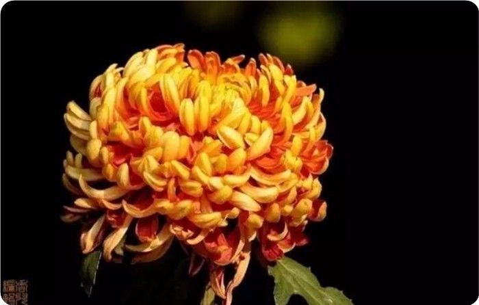 菊花100幅欣赏,菊花的十大绝美诗句