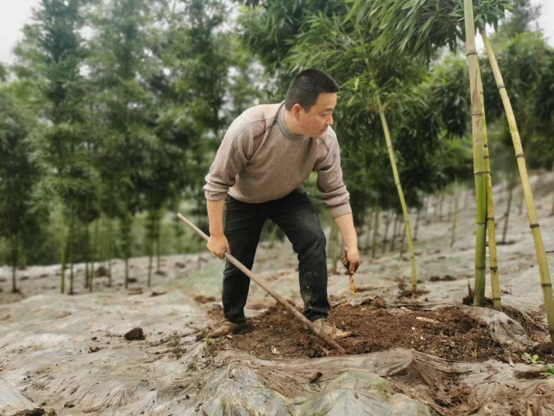 春笋人间四月天,人间四月天吃春笋