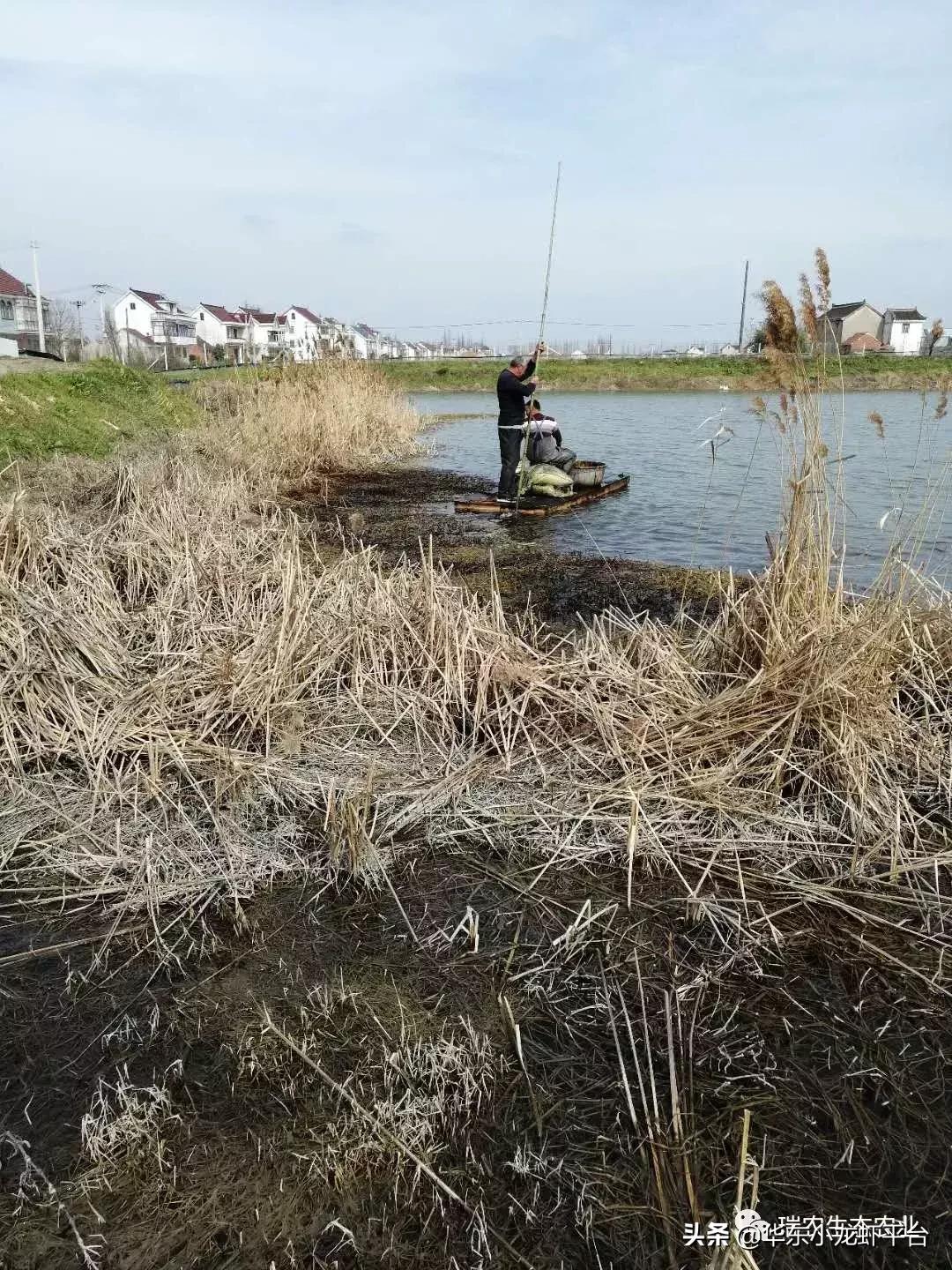 露天鱼池长青苔处理方法,阳台鱼缸长青苔如何处理