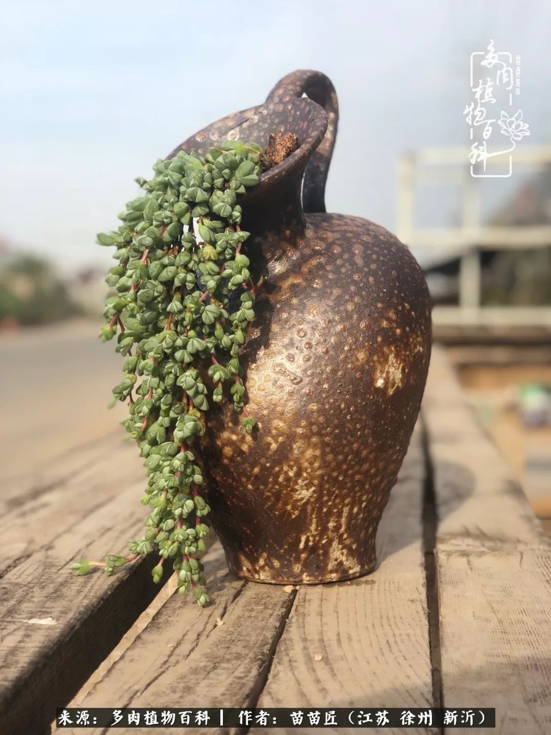 多肉之江湖：众肉友们，修仙渡劫几何了？