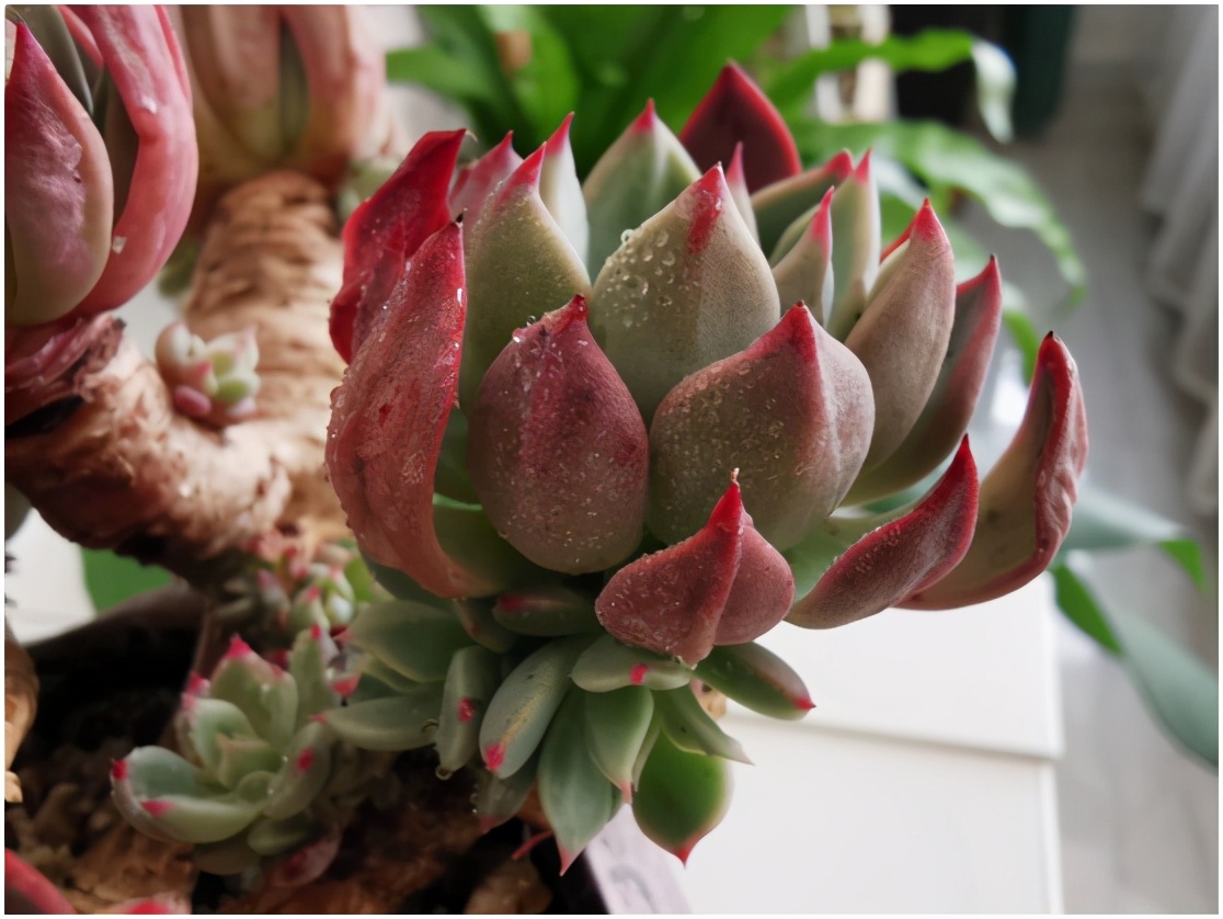 多肉虐我千百遍，我待多肉如初恋