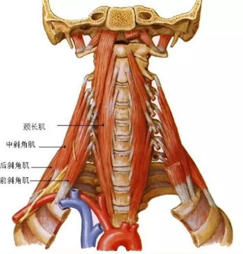 溜肩严重的明星,溜肩毁身材4招帮你改善圆肩