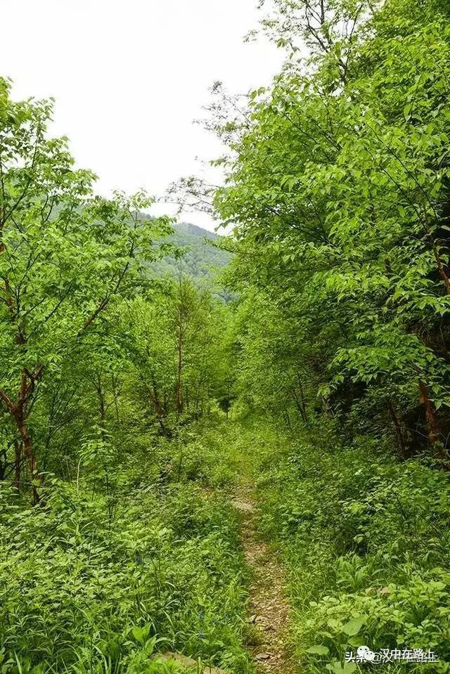 探秘汉中,汉中一村子窜入野生羚牛