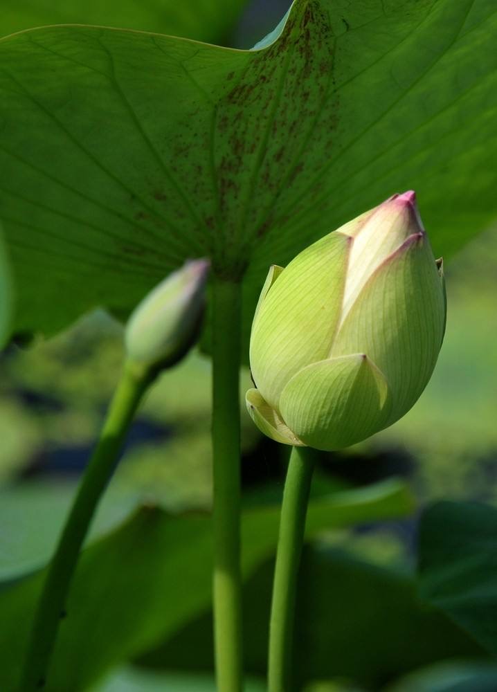 用思维导图学习语文三年级下册《荷花》，仿写《荷花》