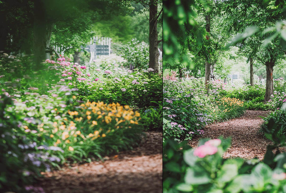 辰山植物园迎春花展,辰山植物园荷花展时间