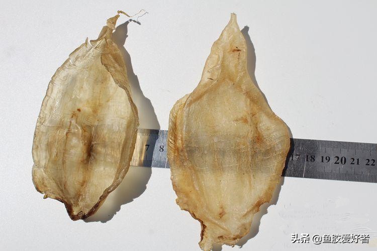 哪些鱼胶新手不建议选,第一次买鱼胶如何不被坑