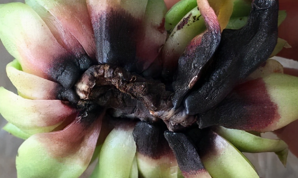 浇水过多死的植物,最容易浇死的6种花