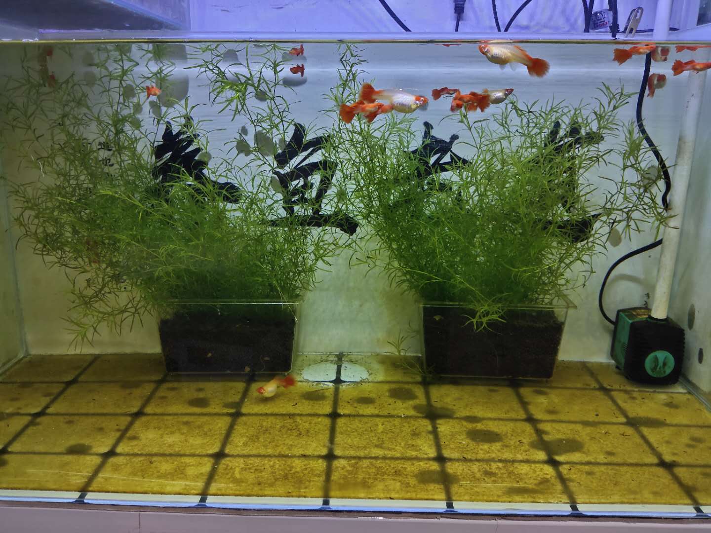 观赏小金鱼几天喂一次食,养的小金鱼可以喂蛋黄吗