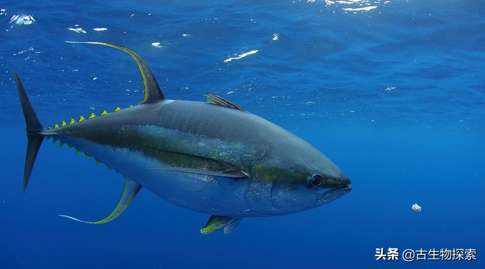 金枪鱼被吃光,金枪鱼被吃掉了