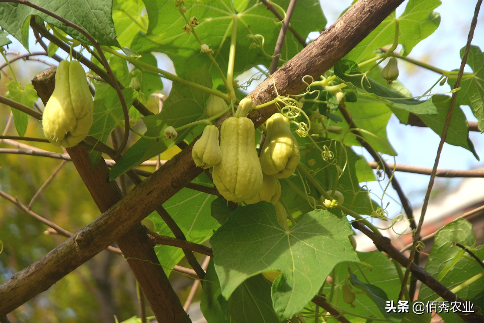 含有锌的食物和水果蔬菜,含有锌的蔬菜有哪些