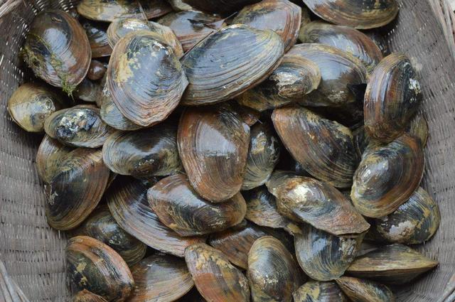 河蚌能放原生缸里养么,饲养小鱼的环境