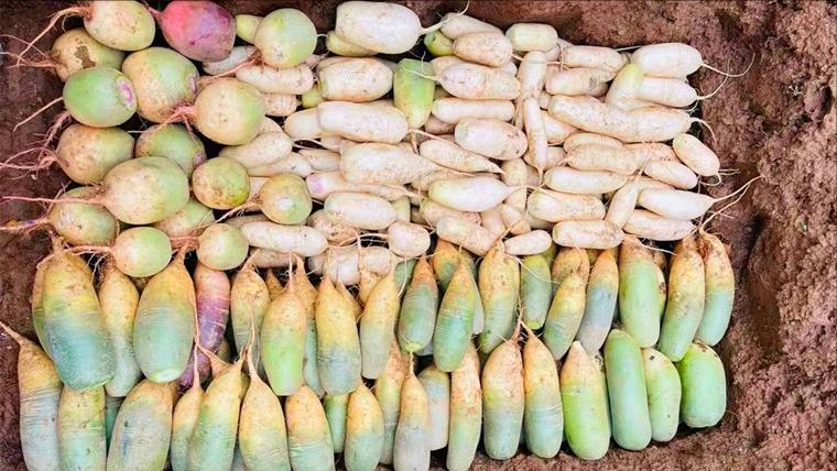 小雪过后白菜没包心怎样过冬,白菜小雪之后还能生长吗