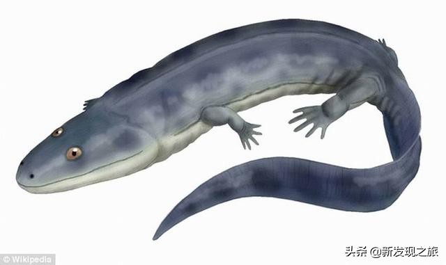 生物进化史最具代表的事件,生物进化史的意义