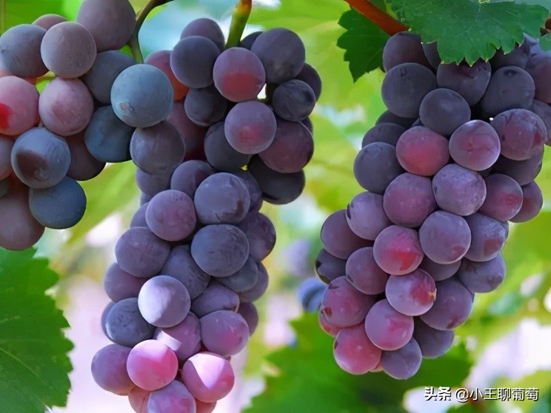 磷酸二氢钾假货是肥效不够吗,假的磷酸二氢钾纯度99和98的区别