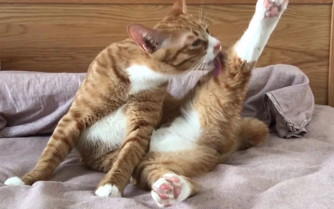 怎么让不吃猫草的猫吃猫草,铲屎官是养小猫吗