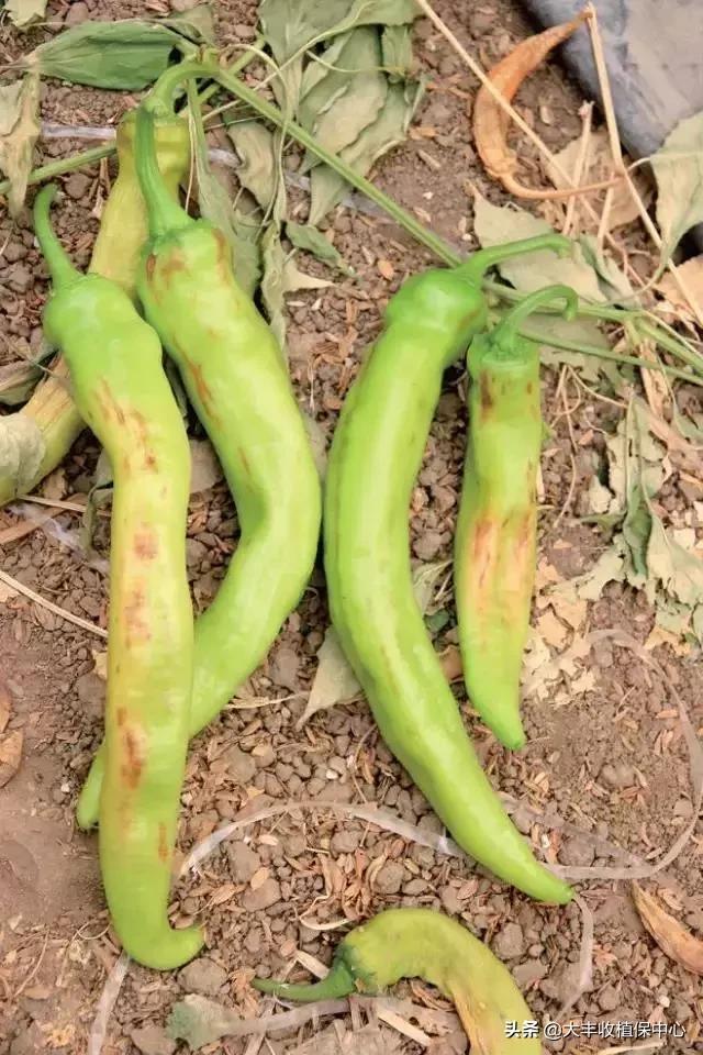 植物“癌症”病毒病高发，轻则减产，重则绝收！牢记10大防治要点