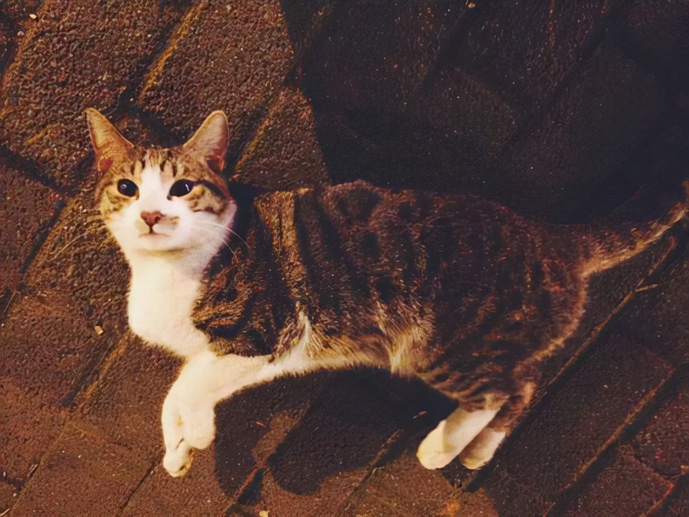 养猫掉毛用什么神器,怎样解决养猫掉毛的问题