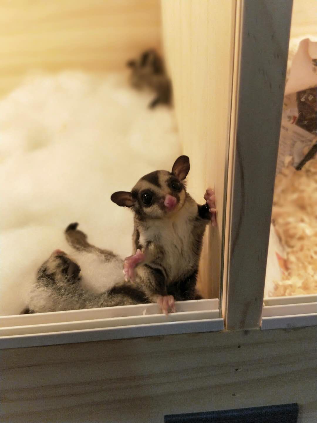 蜜袋鼯怎么训练能晚上睡觉,蜜袋鼯怎么训练定点上厕所