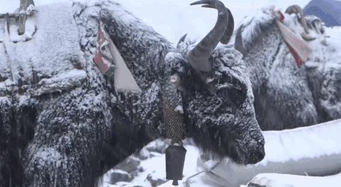 营养成分比较高的牛奶,比较接近母乳的牛奶