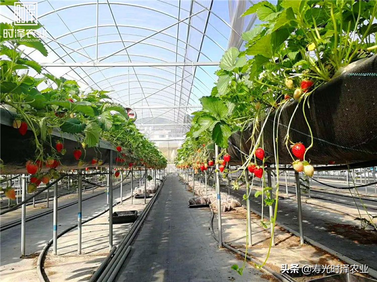 大棚无土栽培番茄病虫害防治,无土栽培有机蔬菜病虫害防治