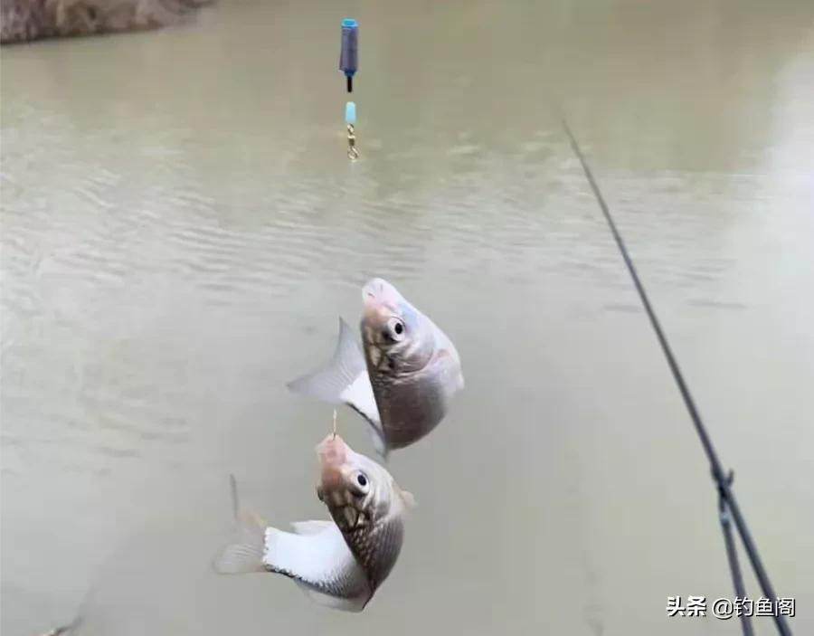 为什么老窝子鱼越钓越小,窝里的鱼越钓越没口怎么回事