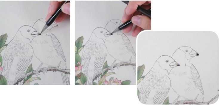 蜡嘴雀工笔画,蜡嘴鸟画画教程