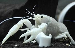 养鱼混养注意事项大全图解,新手养鱼混养推荐