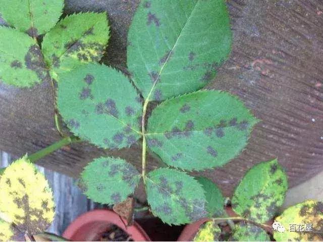 养月季花花叶发黄怎么办,养月季树枝全部干了怎么回事