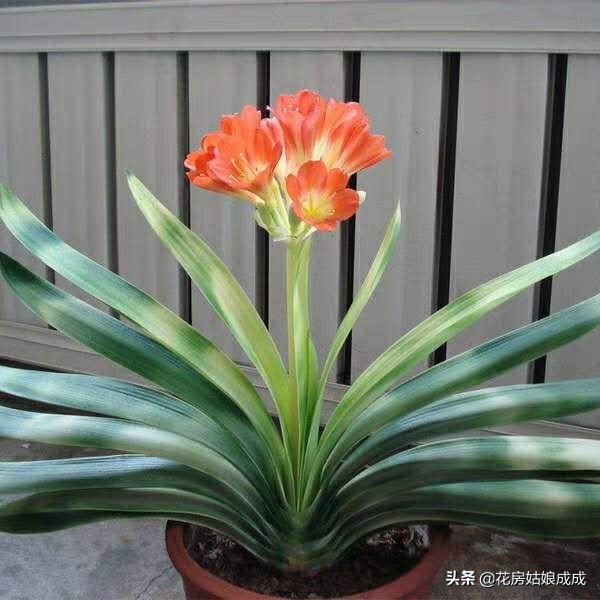 君子兰夹箭用鸡蛋能长出花箭吗,君子兰夹箭最好的处理办法