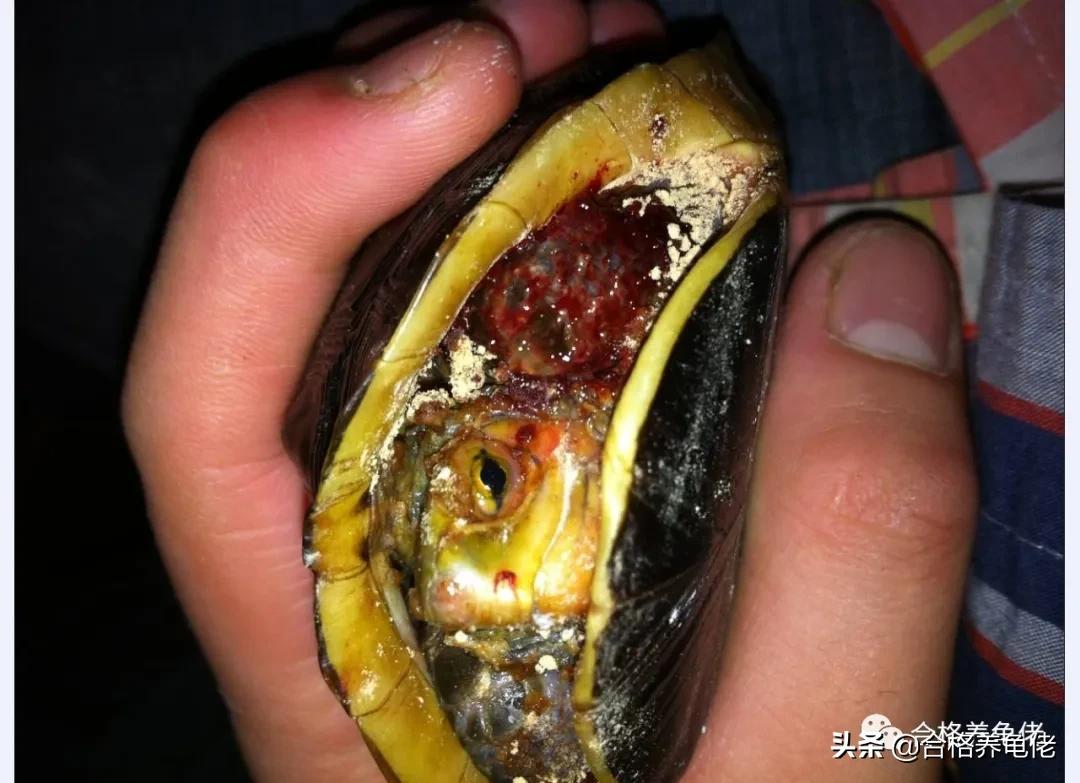 龟的腐皮是什么造成的,龟的腐皮腐甲严重怎么办