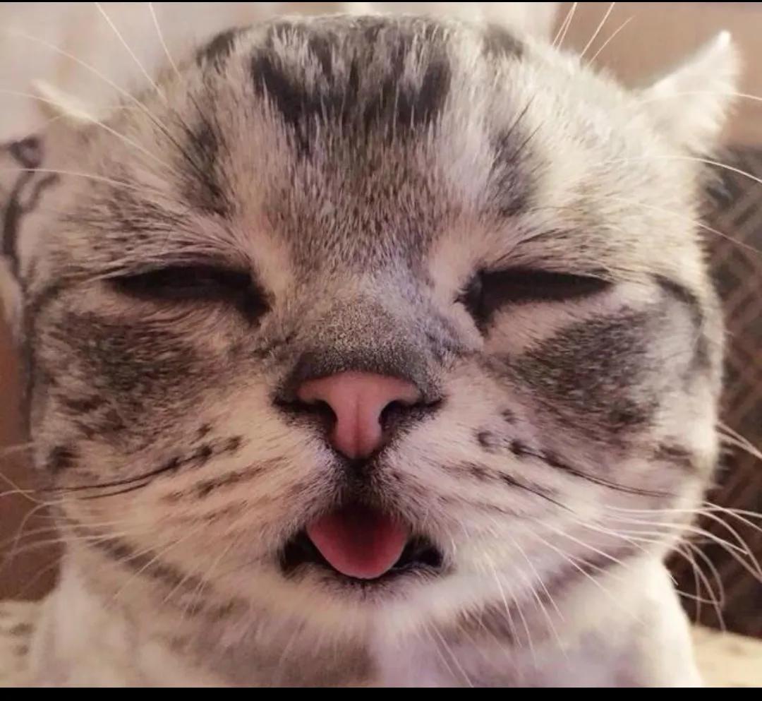 猫咪呕吐一般要怎么处理,猫咪呕吐严重怎么办