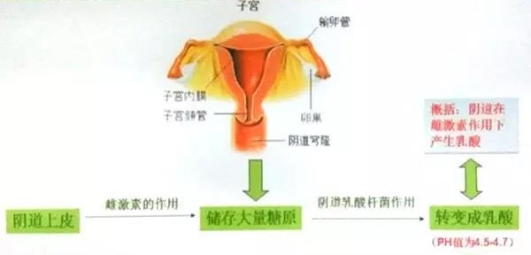 外阴念珠菌应该怎样治疗,健康科普知识阴道炎