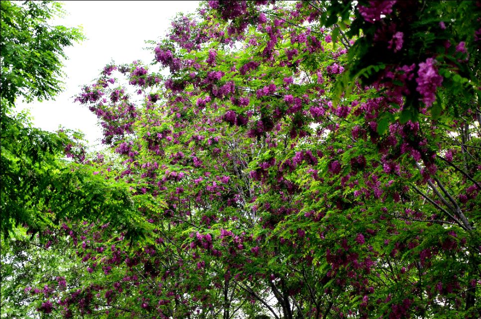 如果你路过西郊,有幽香沁入心脾,那定是从红光公园飘来的槐花香