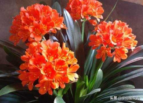 君子兰应该怎么养看完又学到一招,君子兰怎么养才能不乱七八糟