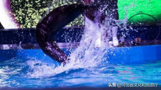 海洋公园特价35元起,快来唤醒来自世界各地的海洋居民吧!