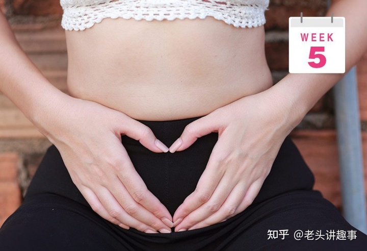 1-40周胎儿发育视频3d,胎儿1-40周发育全过程图解