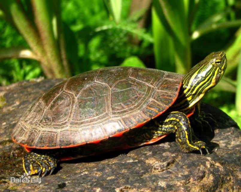 宠物小龟饲养方法大全图解,宠物龟忍者怎样饲养