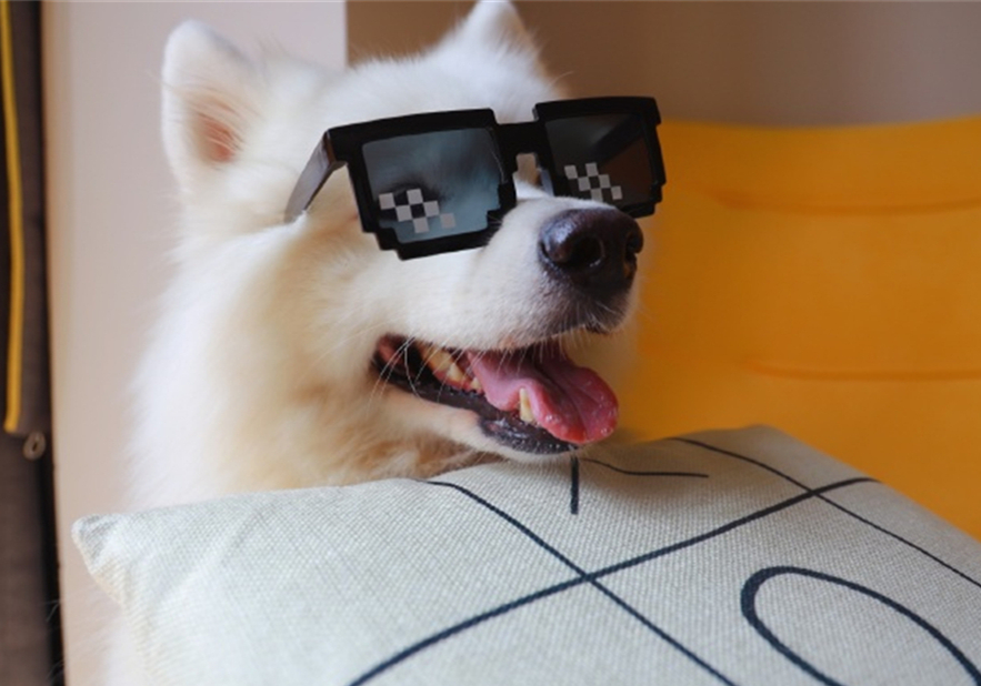 狗狗疑似涨奶是怀孕了吗,狗狗分泌乳汁证明假孕要结束了吗