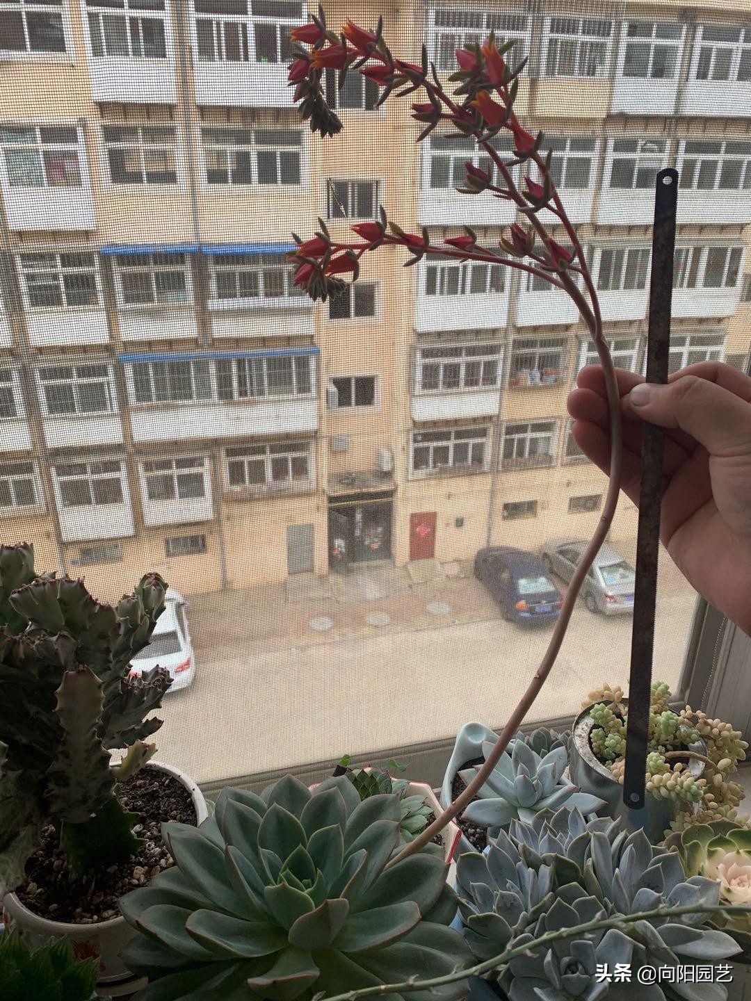 多肉花剑怎么处理,多肉长花箭几月份处理