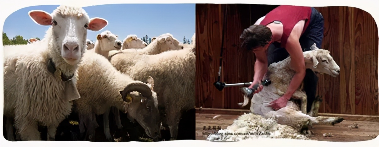 9.9元绵羊油保湿霜,绵羊油8.8元三盒