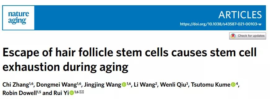 秃头是因为毛囊坏死吗,毛囊干细胞治疗秃头