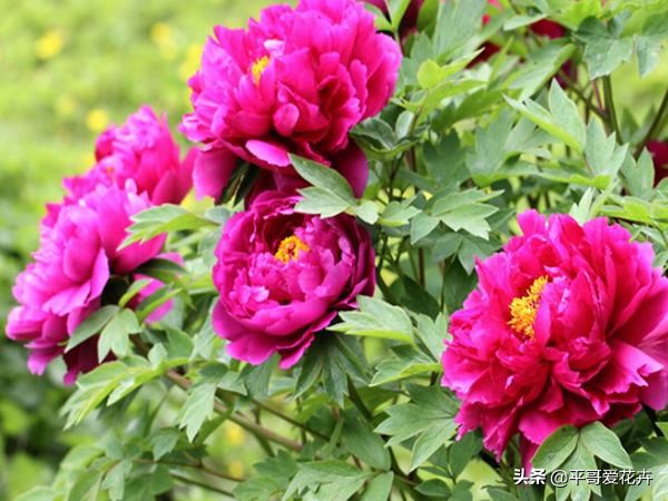 紫斑牡丹萎蔫如何管理,牡丹叶面发黄是什么原因