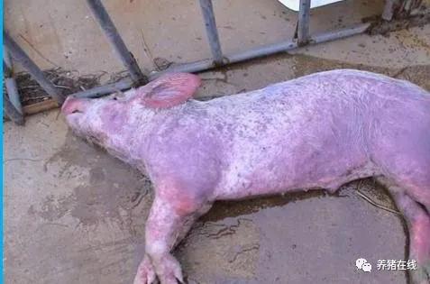 母猪焕新找长河｜猪身上的红疙瘩是蚊子咬的吗？