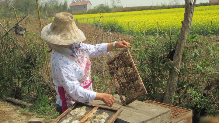 如何辨别蜂王浆的真假,什么样的蜂王浆最好怎么鉴别