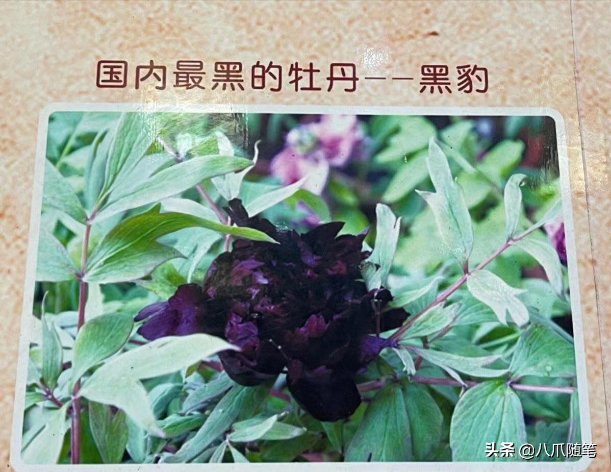 最黑的牡丹黑豹,最黑牡丹黑豹