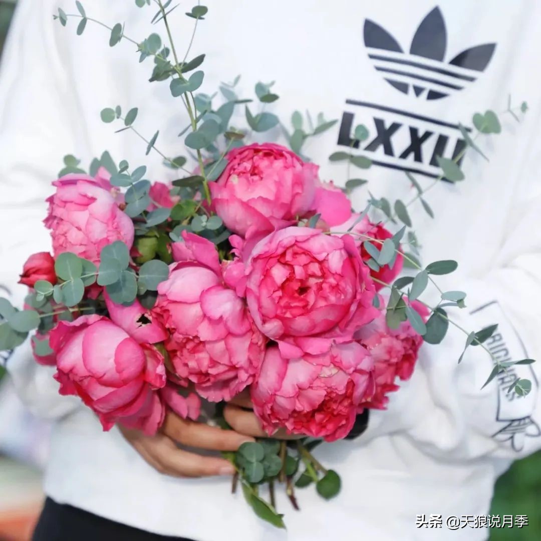 月季控对美的极致追求，尽在伊芙系列