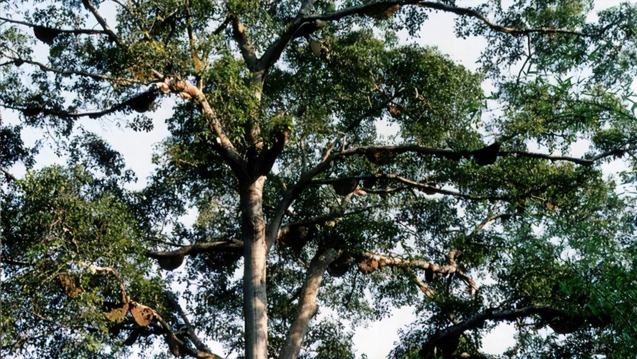 野外蜜蜂如何收蜜,野外蜜蜂怎么收最快