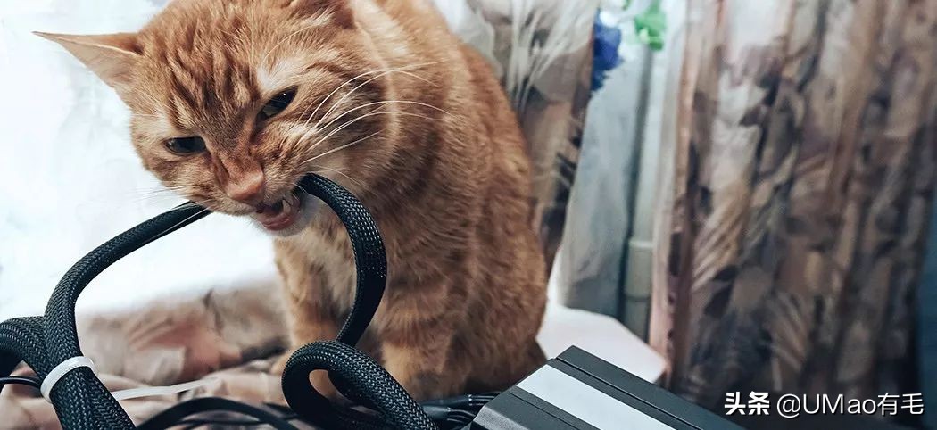 不许猫咪咬东西,不要溺爱猫咪