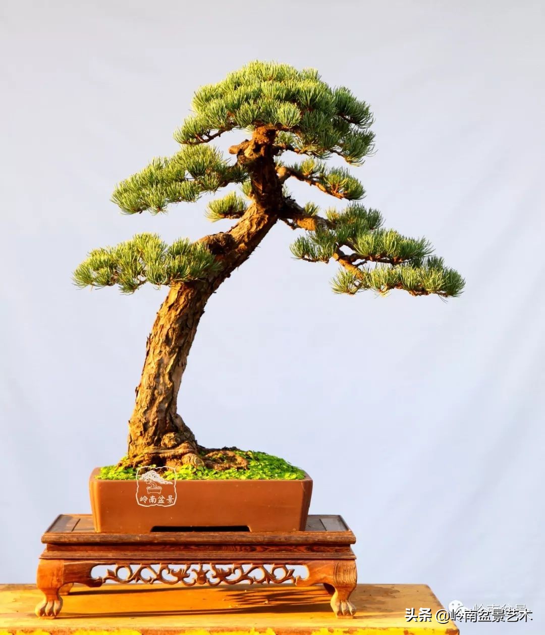 寒松纵老风骨在——赏松杂谈