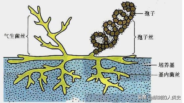 地球生物从海洋到陆地需要多久,地球生物体由大到小
